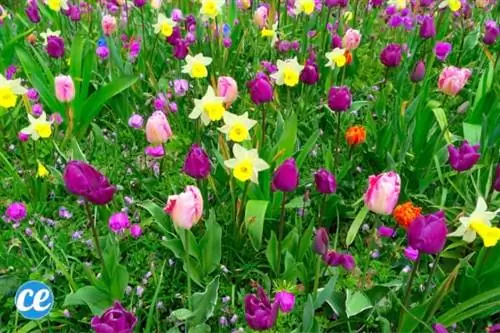 куст нарциссов и тюльпанов весной