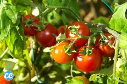 красивая гроздь томатов на грядке