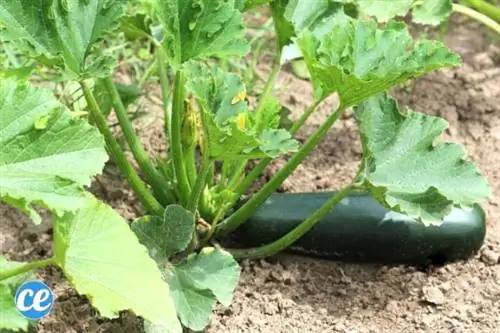стебель кабачка с крупным цукини
