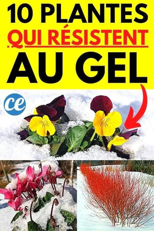 растения, не боящиеся заморозков зимой