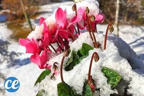 красный цикламен под снегом