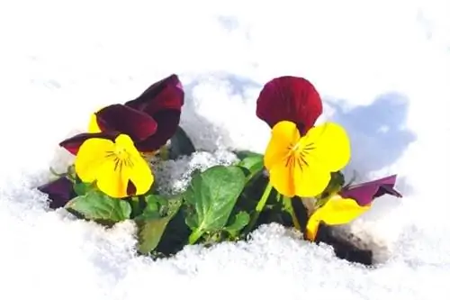 желтые и бордовые анютины глазки под снегом