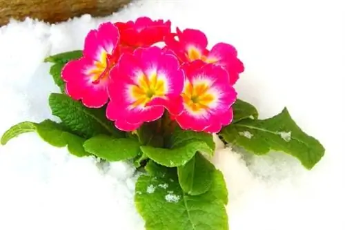 розовая примула под снегом