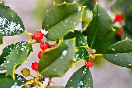 листья падуба зимой