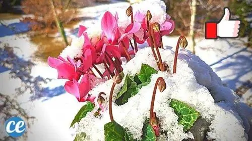 10 растений, которые не боятся мороза (и которые цветут зимой)