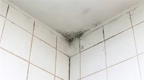 Плесень на белой плитке в ванной