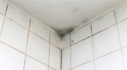 Плесень в ванной: 7 советов по чистке (чтобы легко их удалить)