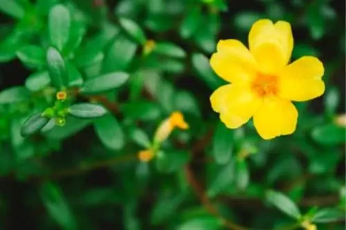 портулак использует