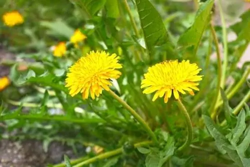 что делать с одуванчиками