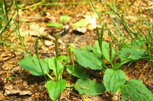 сорняк подорожник