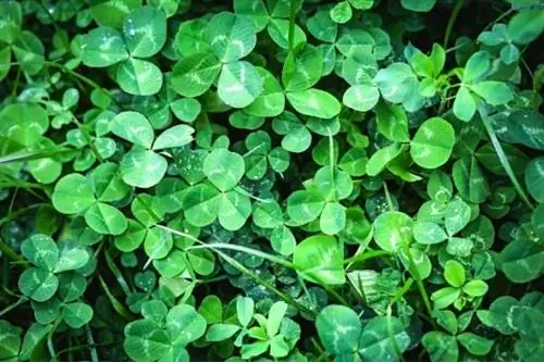 использование клевера