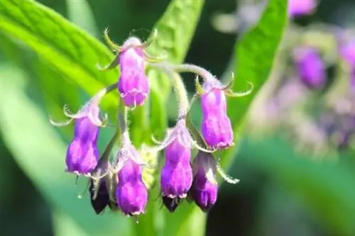 сорняк с фиолетовым цветком