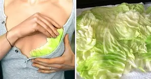 Листья капусты успокаивают раздраженные соски после грудного вскармливания