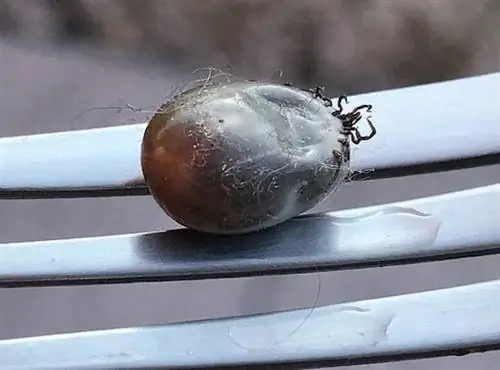 мертвая галочка, которую только что удалили