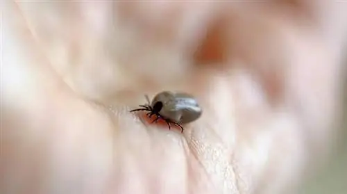 3 важных совета, чтобы не быть укушенным клещом