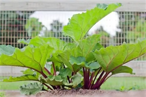 лист ревеня в саду