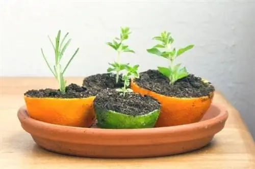 семена, которые прорастают в кожуре апельсина и лайма