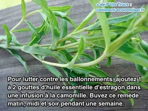 Используйте эфирное масло эстрагона против метеоризма