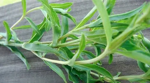 Бабушкино эффективное средство от вздутия живота и метеоризма