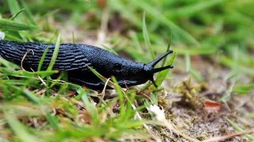 черный слизень