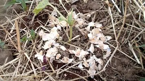 Раскрошенная яичная скорлупа против слизней в огороде