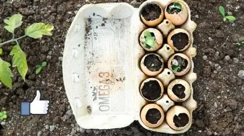 посев в скорлупу куриных яиц