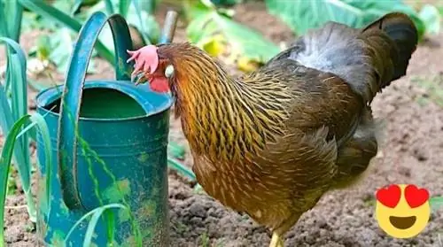 5 веских причин завести курицу в своем огороде