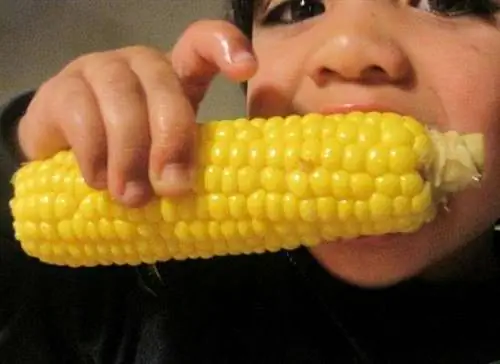 вред кукурузы для здоровья
