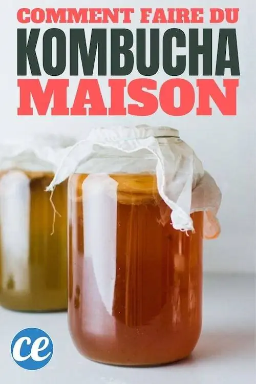 Как приготовить домашний комбуча?