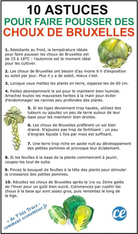 10 советов по выращиванию брюссельской капусты.