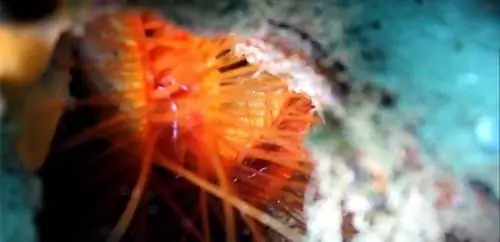 Изображение значка ковки