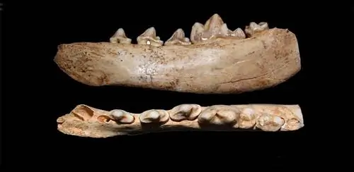 Домашняя собака родилась в Германии