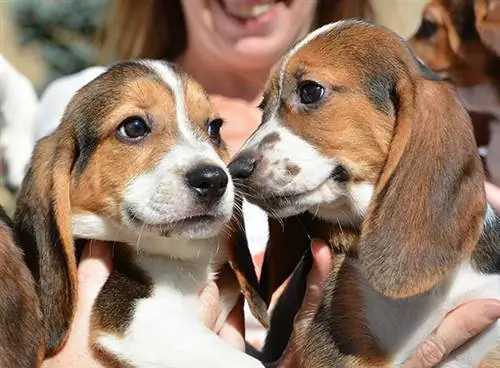 Первые щенки из реторты