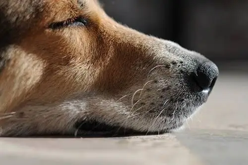 У собак также есть &8222;I“