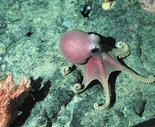 Глубоководный осьминог размножается 4,5 года