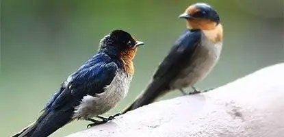 Электросмог вводит в заблуждение перелетных птиц