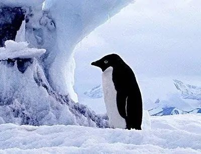 Обнаружены первые пингвины птичьего гриппа