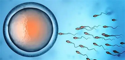 Оплодотворение: яйцеклетка разборчива