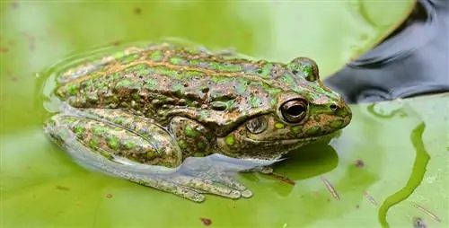 Инвазивная лягушка прогрызает себе путь через Австралию