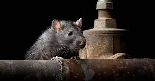 Как крысы захватили Нью-Йорк