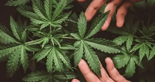 У каннабиса есть потенциал в качестве антибиотика