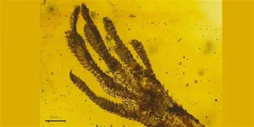 Нога ящерицы в янтаре