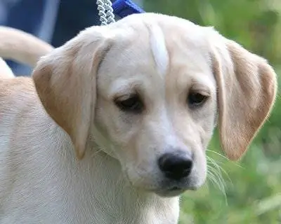 Сострадание: прежде всего собаки и дети