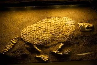 Вымирание мегафауны сделало почву бесплодной