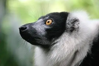 Детеныши лемуров тоже ходят в кроватку