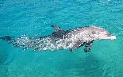 Дельфины никогда не забывают имена своих друзей