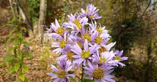 Лекарственное растение с удивительным жильцом