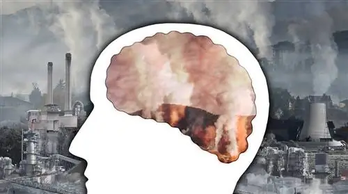 Твердые частицы повреждают способность мыслить