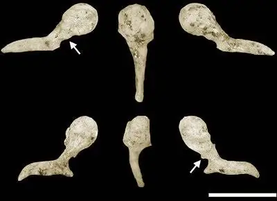 Обнаружены древнейшие слуховые кости до человека