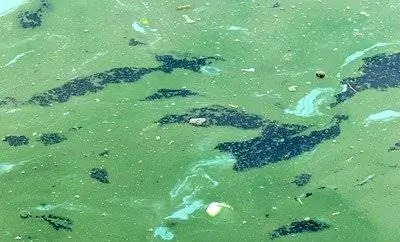 Балтийское море: Избыток сине-зеленых водорослей находится под угрозой из-за изменения климата